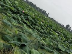 -白洋淀景区