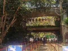 -西双版纳原始森林公园