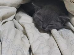 -pd派德宠物中心医院24H急重症·眼科中心·血液透析中心(嵩山北路店)