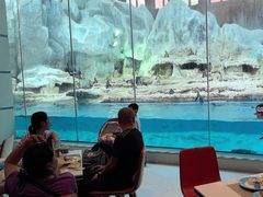 -帝企鹅自助餐厅•儿童岛•真企鹅(长隆企鹅酒店)