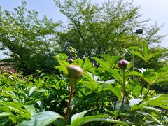 -白塘生态植物园