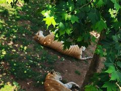 -西霞口神雕山野生动物世界