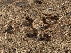 -野鸭湖国家湿地公园