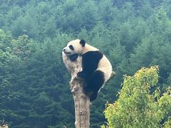 -卧龙中华大熊猫苑神树坪基地