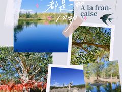 -金塔沙漠胡杨林景区