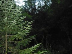 -峡谷浮石林景区