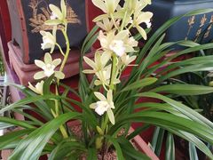 -秦美花卉(天朗·莱茵小城2期店)