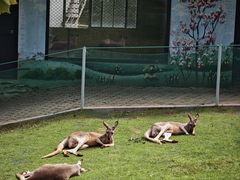 -西霞口神雕山野生动物世界