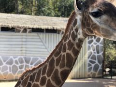 -泉州海丝野生动物世界