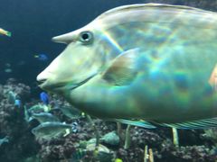 -西雅图水族馆
