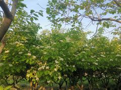 -大兴滨河森林公园