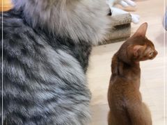 -Umiao与猫咖啡 猫咖