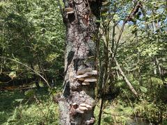 -五营红松林海景区