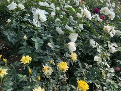 -人民公园(罗湖区)