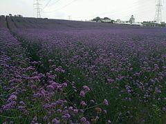 -紫颐香薰山谷景区