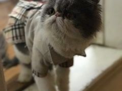 -猫色咖啡·猫咖