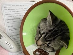 -贝来恩24H动物医院·转诊中心(稻香路店)