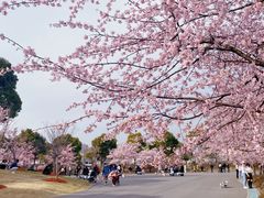 -顾村公园