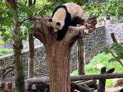 -都江堰中华大熊猫苑