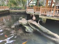 -南宫五洲植物乐园