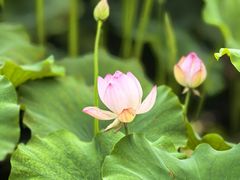 -白鹭湾湿地公园