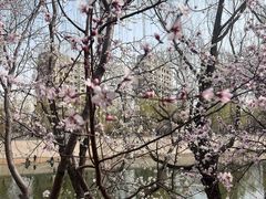 -桃花堤公园