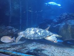 -太平洋海底世界