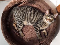 -小杨生煎(金山百联购物中心3楼店)