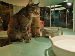 -猫小院猫主题餐厅(三里屯店)