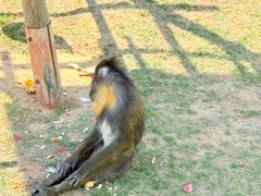 -西霞口神雕山野生动物世界