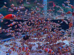 -海合安成都极地海洋公园
