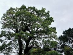 -铁山坪森林公园