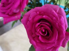 -循礼门鲜花花市(武汉循礼门店)