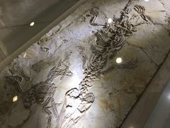 -辽宁古生物博物馆