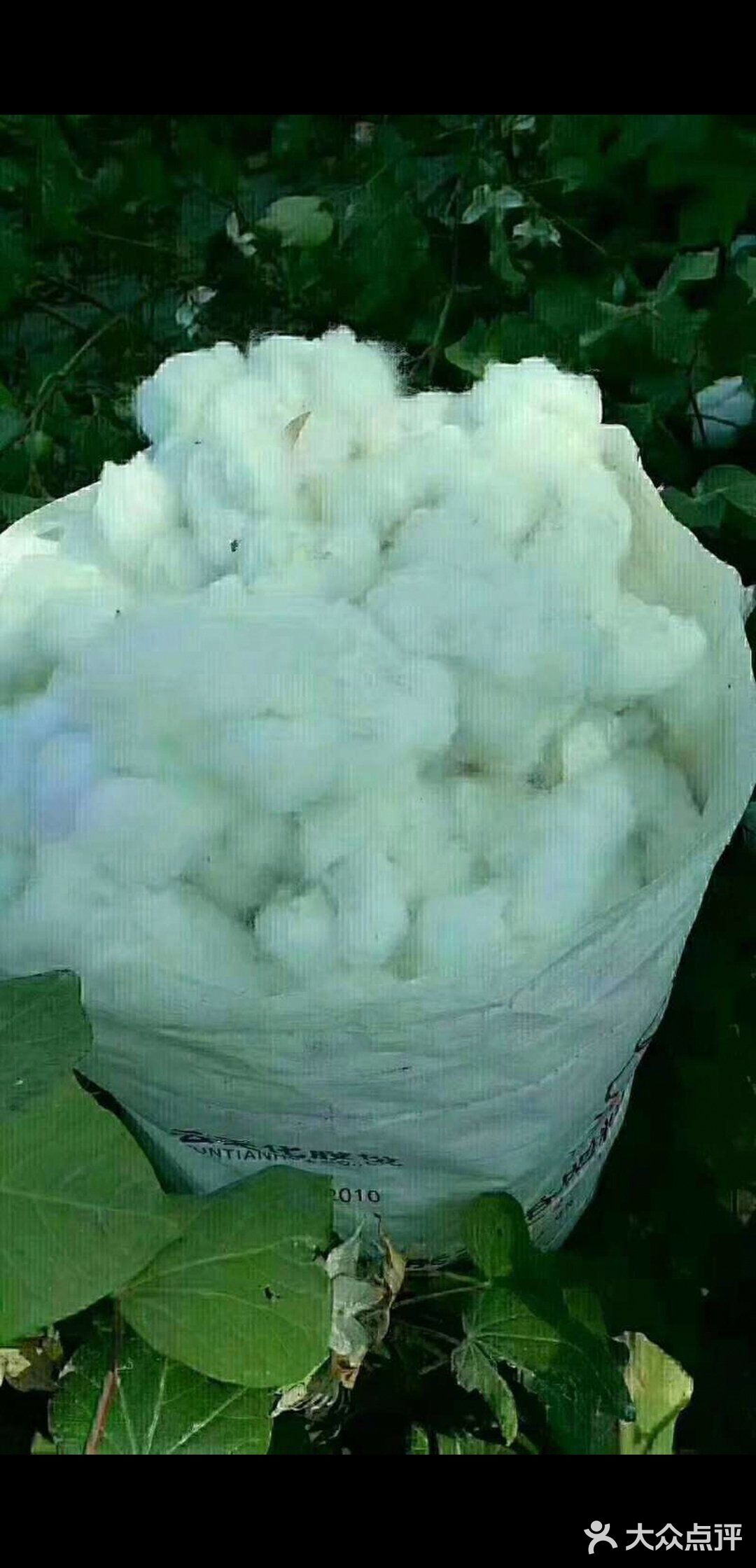 这是棉花,新疆现在目前最不缺的就是棉花