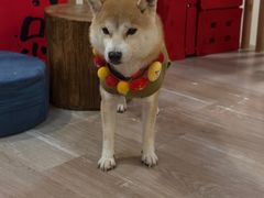-柴迷FANS CLUB·柴犬狗咖·猫咖