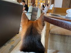 -上海崇明金茂凯悦酒店
