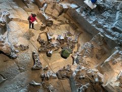 -自贡恐龙博物馆