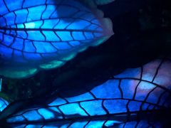 -奥兰多迪士尼动物王国乐园