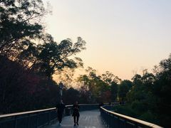 -金鸡山公园