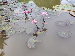 -中国科学院西双版纳热带植物园