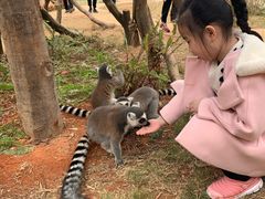 -灵玲国际马戏城