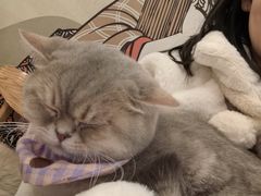 -Let's go狗咖·猫咖·奶狗·桌游(春熙路IFS店)