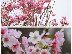 -天适樱花悠乐园