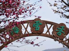 -香雪海