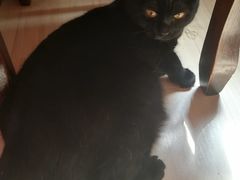 -猫尾侦探俱乐部·剧本杀·狼人杀