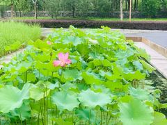 -长田漾湿地公园