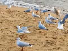 -青岛第一海水浴场
