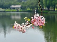 -四海公园(南山区)