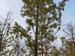 -武汉园博园(武汉自然博物馆)